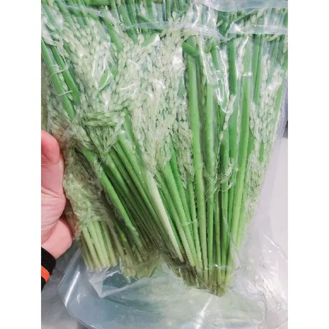 Đòng đòng lúa nếp hút chân không, Đòng tươi ngâm tửu nguyên liệu tự nhiên hương vị truyền thống