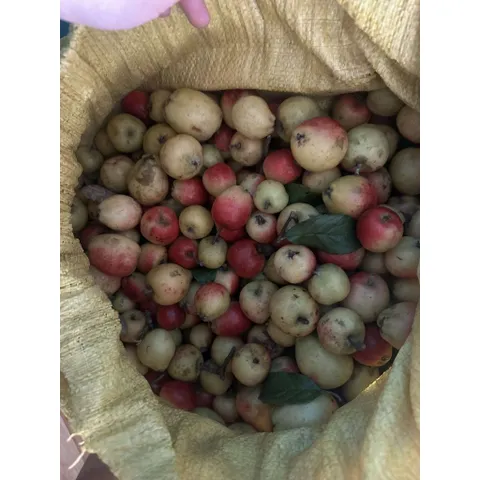 Táo Mèo Má Đào Rừng Tươi Khô Pha Trà, Táo Mèo Cắt Lát  Đặc Sản Yên Bái, Vị Chua Ngọt Thanh Mát, Tốt Cho Tiêu Hóa
