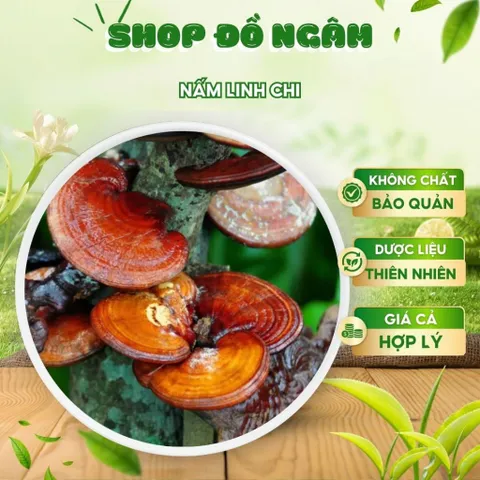 Nấm linh chi, Nấm nguyên cây thảo mộc truyền thống giúp thải độc tăng miễn dịch hỗ trợ tiêu hóa làm đẹp da