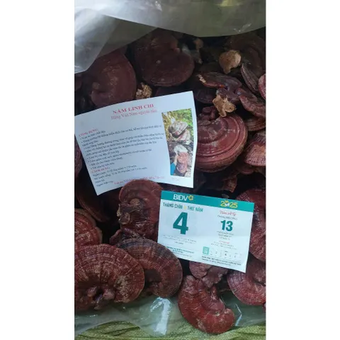 Nấm linh chi, Nấm nguyên cây thảo mộc truyền thống giúp thải độc tăng miễn dịch hỗ trợ tiêu hóa làm đẹp da