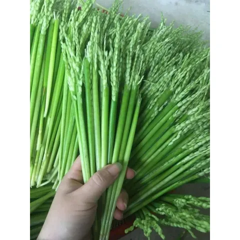 1kg Đòng Đòng Lúa Nếp Cái Hoa Vàng Ngâm Tửu
