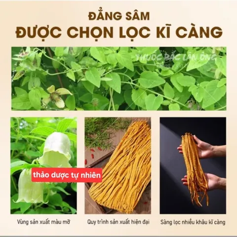 Đẳng Sâm Khô