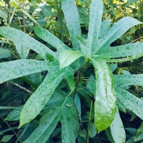 Rễ Hoàng Kỳ Nam, Thảo Dược Quý, Bồi Bổ Sức Khỏe, Nguyên Chất 100%