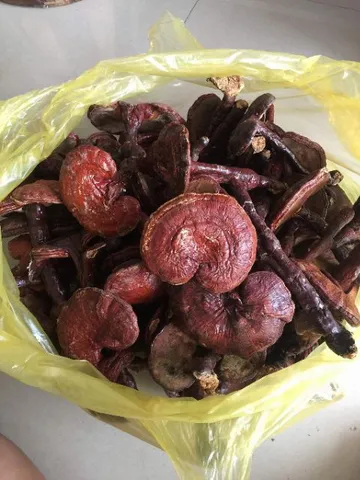 Nấm Lim Xanh, Thảo Dược Tự Nhiên, Hỗ Trợ Bồi Bổ Sức Khỏe, Nguyên Chất 100%