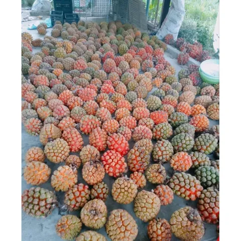 Dứa Dại Biển Chín (tươi) 5kg,10kg