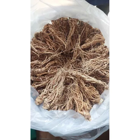 SÂM ĐƯƠNG QUY khô -🌿 SÂM VÀNG CỦA NGƯỜI VIỆT !!!
