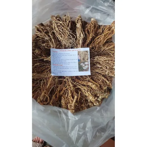 SÂM ĐƯƠNG QUY khô -🌿 SÂM VÀNG CỦA NGƯỜI VIỆT !!!