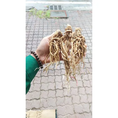 SÂM ĐƯƠNG QUY khô -🌿 SÂM VÀNG CỦA NGƯỜI VIỆT !!!