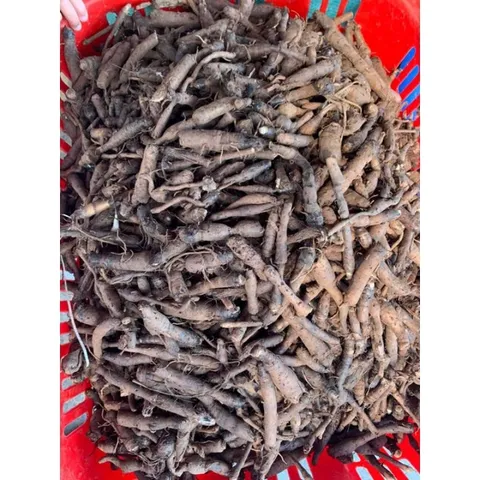 Sâm Cau Đen Tiên Mao Khô Tự Nhiên, Thảo Dược Rừng Tây Bắc, Ngâm Tửu Bổ Dưỡng
