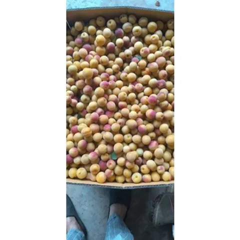 (5kg )Mơ Má Đào Sơn La, Trái Cây Tươi Ngon, Nguyên Chất, Đặc Sản Tây Bắc