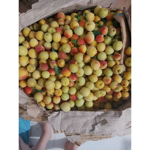 (5kg )Mơ Má Đào Sơn La, Trái Cây Tươi Ngon, Nguyên Chất, Đặc Sản Tây Bắc