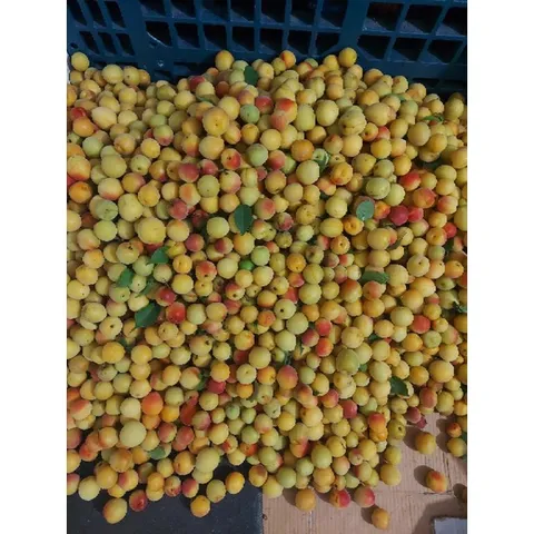 (5kg )Mơ Má Đào Sơn La, Trái Cây Tươi Ngon, Nguyên Chất, Đặc Sản Tây Bắc