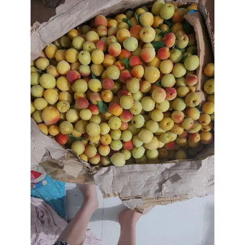 (5kg )Mơ Má Đào Sơn La, Trái Cây Tươi Ngon, Nguyên Chất, Đặc Sản Tây Bắc