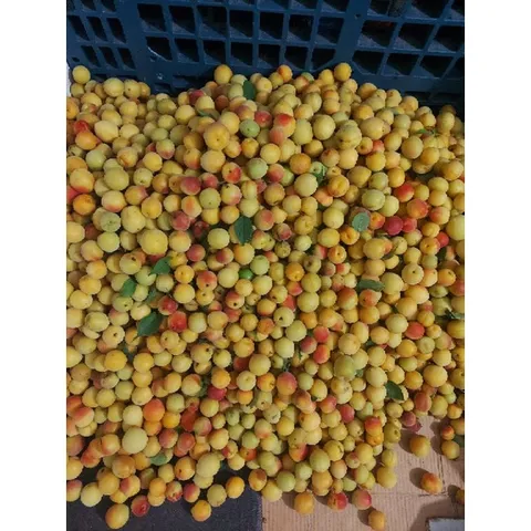(5kg )Mơ Má Đào Sơn La, Trái Cây Tươi Ngon, Nguyên Chất, Đặc Sản Tây Bắc