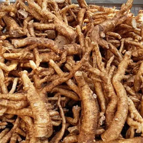 Rễ Đinh Lăng Già Nguyên Chất, Thảo Dược Bồi Bổ Sức Khỏe, Lưu Thông Khí Huyết, Đặc Sản Dân Gian