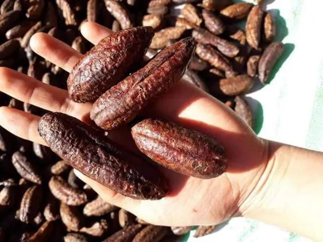 Chuối Hột Rừng, Chuối Nguyên Quả Chín Sấy Khô Lai Châu , Đặc Sản Tây Bắc, Tốt Cho Sức Khỏe