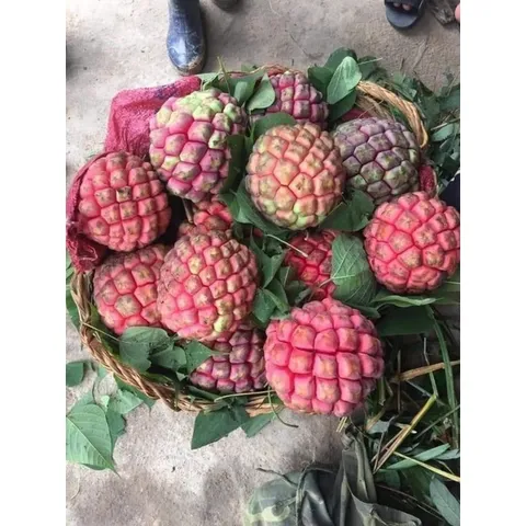 Na Rừng Tươi, Đặc Sản Núi Rừng Tây Bắc, Vị Chua Ngọt Tự Nhiên, Nguyên Liệu Ngâm Tửu