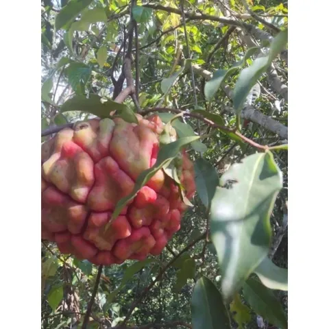 Na Rừng Tươi, Đặc Sản Núi Rừng Tây Bắc, Vị Chua Ngọt Tự Nhiên, Nguyên Liệu Ngâm Tửu