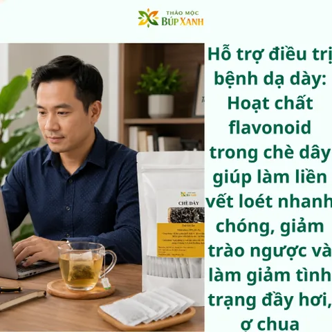 Chè Dây, Trà Dây túi lọc Hỗ Trợ Dạ Dày, Đau Dạ Dày, Trào Ngược Dạ Dày, Khuẩn Hp Thảo Mộc Búp Xanh