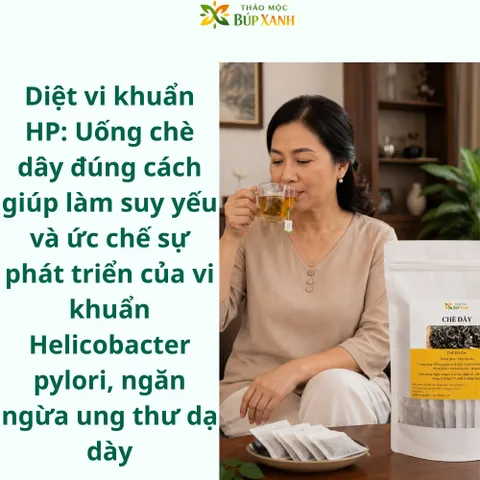 Chè Dây, Trà Dây túi lọc Hỗ Trợ Dạ Dày, Đau Dạ Dày, Trào Ngược Dạ Dày, Khuẩn Hp Thảo Mộc Búp Xanh