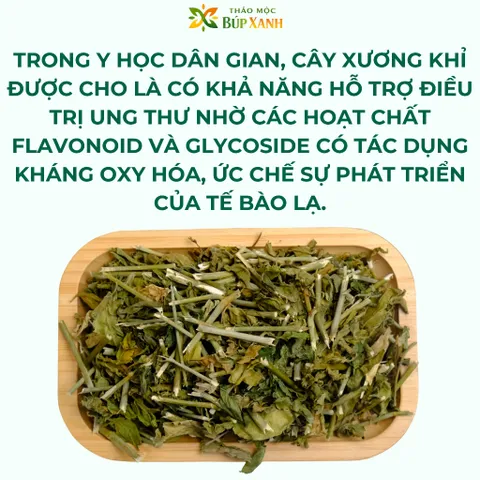 Cây xương khỉ khô 1kg cây bìm bịp thanh nhiệt giải độc, tăng sức đề kháng, hỗ trợ kháng viêm tự nhiên Thảo Mộc Búp Xanh