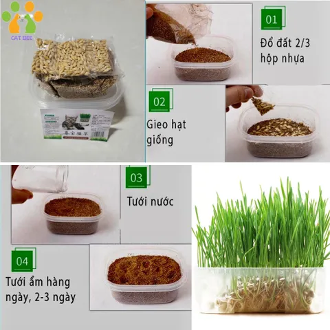Hạt giống cỏ mèo tươi kèm đất và hộp trồng,hỗ trợ tiêu búi lông,tiêu hóa cho mèo 824813