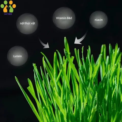 Hạt giống cỏ mèo tươi kèm đất và hộp trồng,hỗ trợ tiêu búi lông,tiêu hóa cho mèo 824813