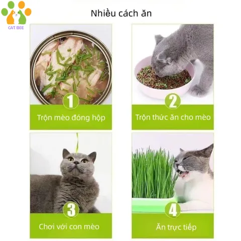 Hạt giống cỏ mèo tươi kèm đất và hộp trồng,hỗ trợ tiêu búi lông,tiêu hóa cho mèo 824813