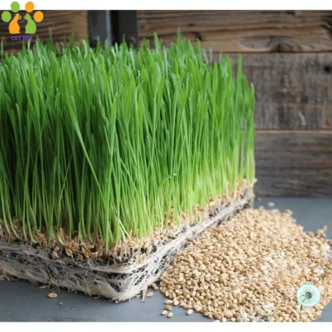 Hạt giống cỏ mèo tươi kèm đất và hộp trồng,hỗ trợ tiêu búi lông,tiêu hóa cho mèo 824813