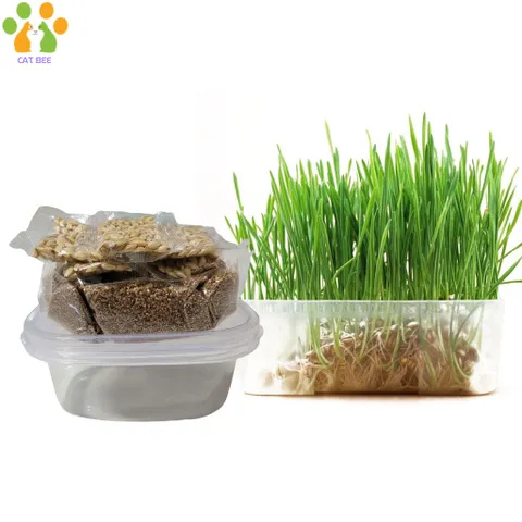Hạt giống cỏ mèo tươi kèm đất và hộp trồng,hỗ trợ tiêu búi lông,tiêu hóa cho mèo 824813
