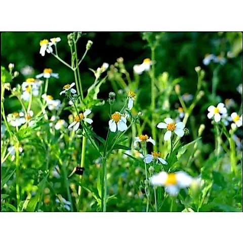 Hạt giống hoa xuyến chi (gói 100 hạt)