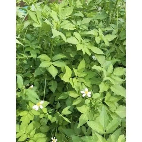 Hạt giống hoa xuyến chi (gói 100 hạt)