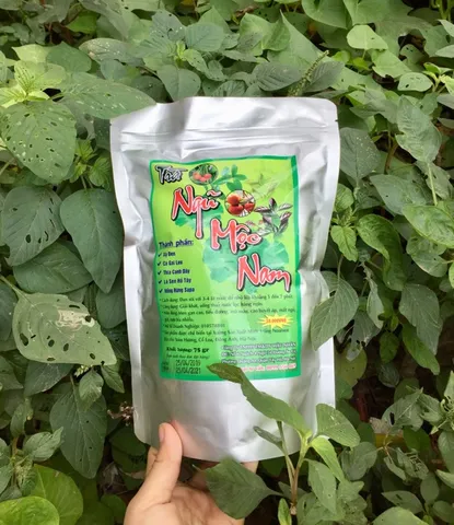 Trà Ngũ Mộc Nam giải độc gan, hạ huyết áp, tiểu đường, mỡ máu, gút