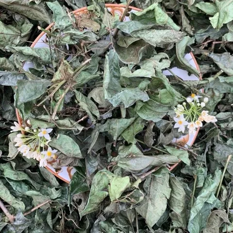130Gr Cao Xạ Đen Hoà Bình Nguyên Chất Hỗ Trợ Thanh Nhiệt, Mát Gan, Ngủ Ngon, Thanh Lọc Cơ Thể