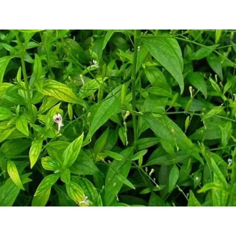 XUYÊN TÂM LIÊN ( Mới )