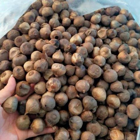 1Kg Tỏi Đen Cô Đơn (Loại 1 Không Vỡ Vỏ) Lên Men Tự Nhiên – Hỗ Trợ Tiêu Hóa, Tăng Sức Đề Kháng, Dẻo Thơm Dễ Ăn