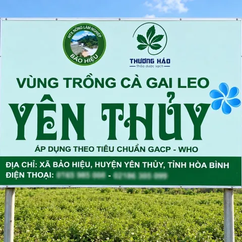1Kg Cà Gai Leo Hòa Bình - Chuẩn GACP-WHO (Có Chứng Nhận ATTP), Đã Sao Hạ Thổ, Khô Thơm, Thanh Nhiệt, Mát Gan, Dễ Uống
