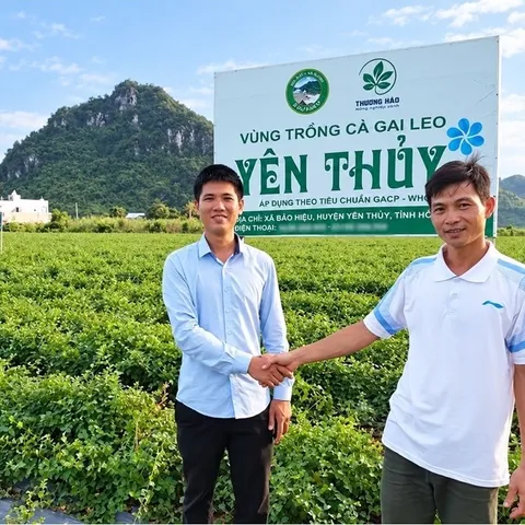 1Kg Túi Lọc Cà Gai Leo Hoà Bình, Đạt Chuẩn GACPWHO (Có Chứng Nhận ATTP) Đã Sao Hạ Thổ, Khô, Thơm, Giải Nhiệt, Thanh Mát