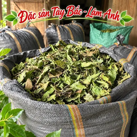 2Kg Nguyên Lá Xạ Đen Hoà Bình (Đã Sao Vàng Hạ Thổ) Bản Mường Vụ Mới Khô, Thơm, Giúp Dễ Ngủ, Thanh Nhiệt, Mát Gan, Detox