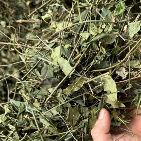 1Kg Chè Vằng Sẻ (Sao Vàng Hạ Thổ) Lợi Sữa, Giảm Cân, Thanh Nhiệt, Mát Gan, Nguyên Chất, Dễ Uống Hàng Ngày