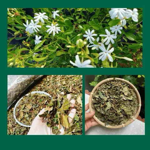 1Kg Chè Vằng Sẻ (Sao Vàng Hạ Thổ) Lợi Sữa, Giảm Cân, Thanh Nhiệt, Mát Gan, Nguyên Chất, Dễ Uống Hàng Ngày