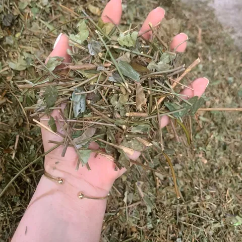 1Kg Chè Vằng Sẻ (Sao Vàng Hạ Thổ) Lợi Sữa, Giảm Cân, Thanh Nhiệt, Mát Gan, Nguyên Chất, Dễ Uống Hàng Ngày