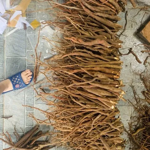 1Kg Sâm Cau Đỏ Hoà Bình (Đã Sao Vàng Hạ Thổ) - Thảo Dược Truyền Thống Hỗ Trợ Sinh Lực – Rễ Sâm Cau Thái Mỏng Phơi Khô