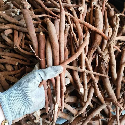 1Kg Sâm Cau Đỏ Hoà Bình (Đã Sao Vàng Hạ Thổ) - Thảo Dược Truyền Thống Hỗ Trợ Sinh Lực – Rễ Sâm Cau Thái Mỏng Phơi Khô