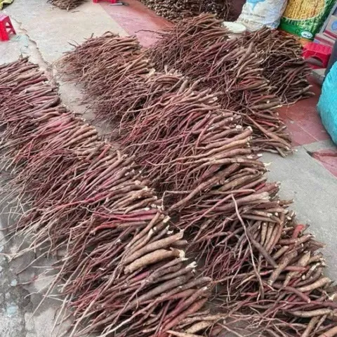 1Kg Sâm Cau Đỏ Hoà Bình (Đã Sao Vàng Hạ Thổ) - Thảo Dược Truyền Thống Hỗ Trợ Sinh Lực – Rễ Sâm Cau Thái Mỏng Phơi Khô