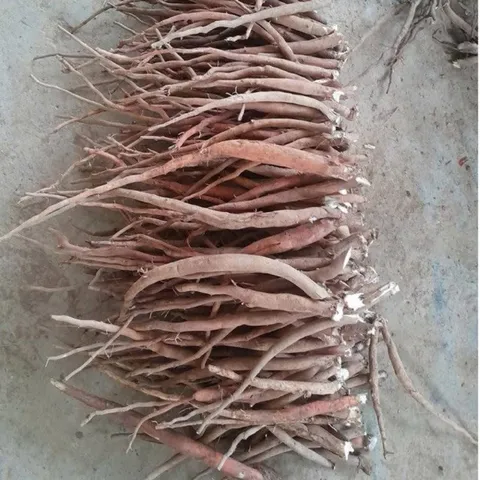 1Kg Sâm Cau Đỏ Hoà Bình (Đã Sao Vàng Hạ Thổ) - Thảo Dược Truyền Thống Hỗ Trợ Sinh Lực – Rễ Sâm Cau Thái Mỏng Phơi Khô