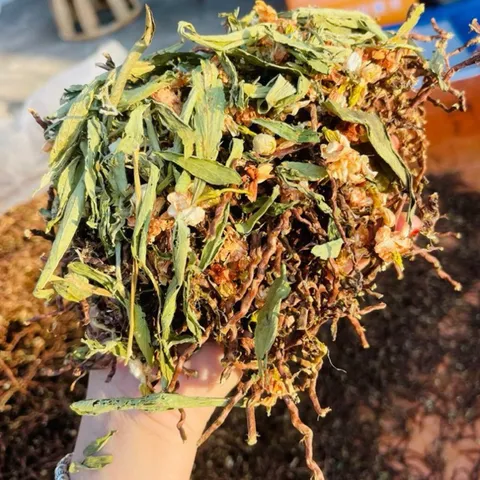 1Kg Trà Sơn Mật Hồng Sâm (Loại Cao Cấp) Đông Trùng Hạ Thảo, Kỷ tử, Nụ Nhài, Táo Đỏ, Cỏ ngọt (Túi Zip Tiện Dùng) Pha Trà