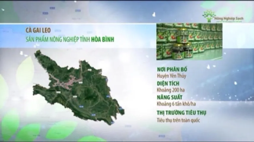 Trà túi lọc cà gai leo Hoà Bình hộp 20 gói chuẩn GACP-WHO (có chứng nhận ATVSTP)