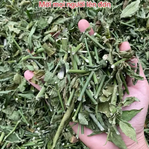 1Kg Cây Xương Khỉ (Sao Vàng Hạ Thổ, Khô Sạch Loại 1) – Hay Còn Gọi Là Bìm Bịp, Mảnh Cộng, Mát Gan, Thanh Nhiệt