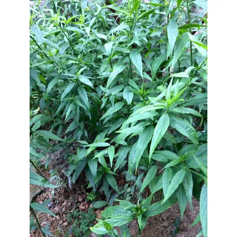 1Kg Cây Xương Khỉ (Sao Vàng Hạ Thổ, Khô Sạch Loại 1) – Hay Còn Gọi Là Bìm Bịp, Mảnh Cộng, Mát Gan, Thanh Nhiệt